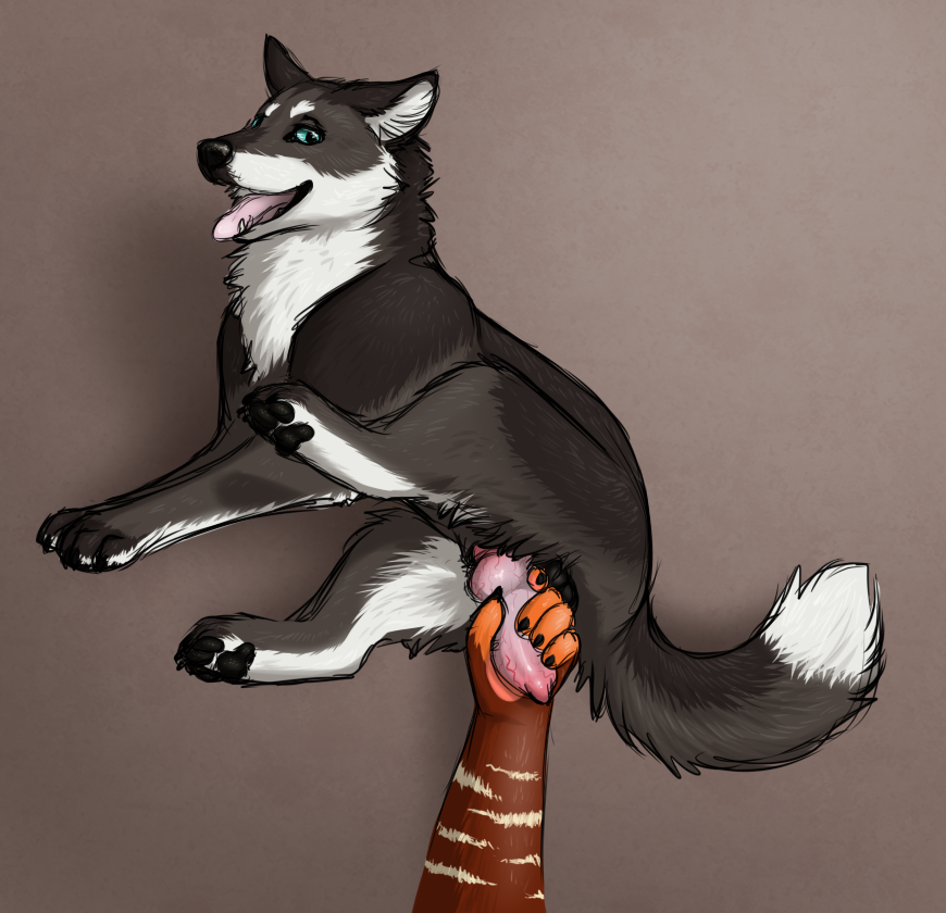 4_toes anatomically_correct anatomically_correct_genitalia animal_genitalia animal_penis anthro canid canine canine_genitalia canine_penis canis domestic_dog duo e.coli feet feral genitals handjob husky kodiakwolfsky male male/male mammal maned_wolf masturbation nordic_sled_dog out_of_frame paws penile penis raised_leg sex spitz toes tongue tongue_out vexine