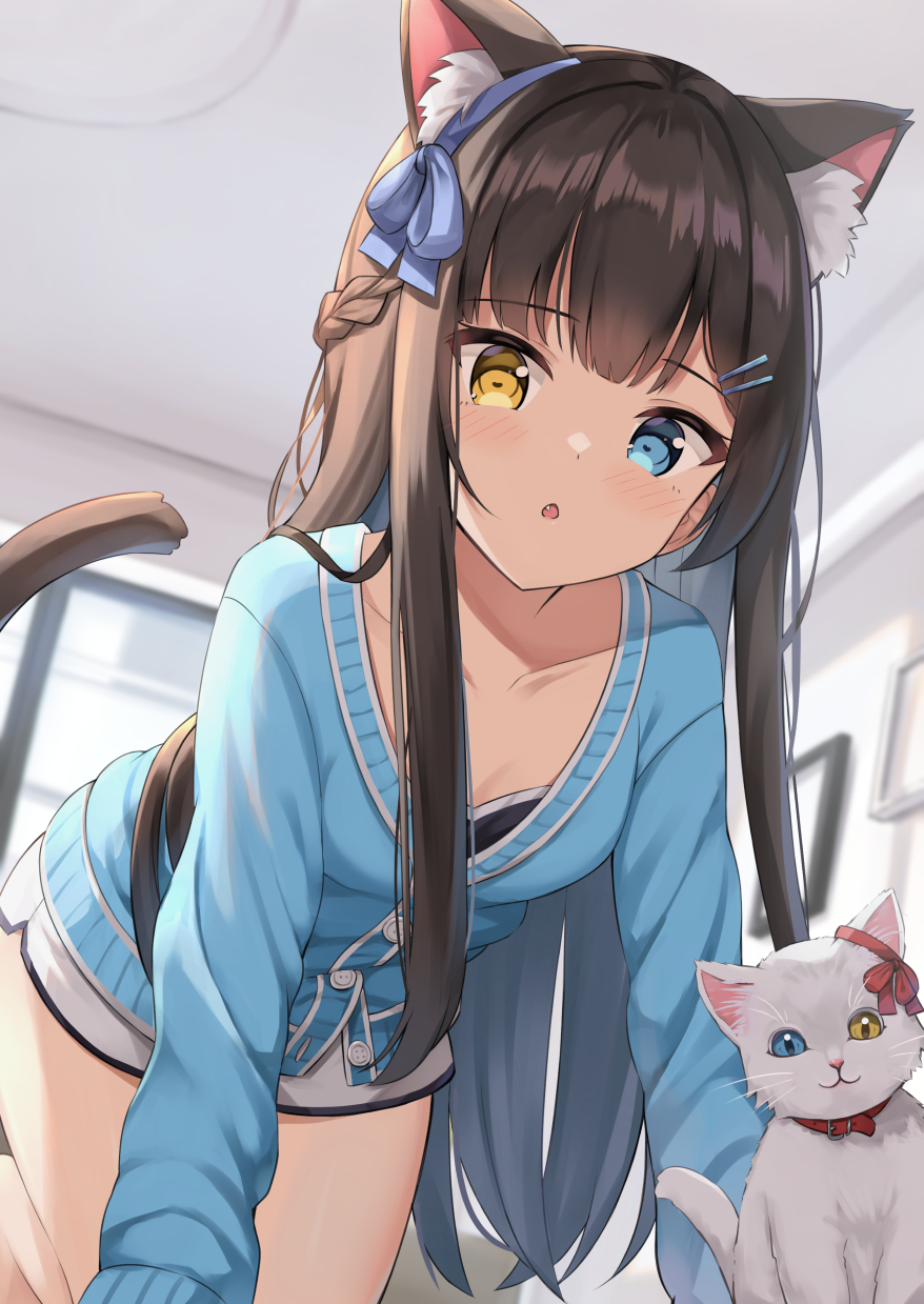 1girl all_fours animal_ear_fluff animal_ears black_hair blue_bow blue_eyes bow braid cardigan cat cat_ears cat_tail collarbone dolphin_shorts fang french_braid from_below hair_bow hair_ornament hair_ribbon hairclip heart heart-shaped_pupils heterochromia highres indoors keiran_(ryo170) long_hair long_sleeves looking_at_viewer open_mouth original ribbon short_shorts shorts solo symbol-shaped_pupils tail white_cat window yellow_eyes
