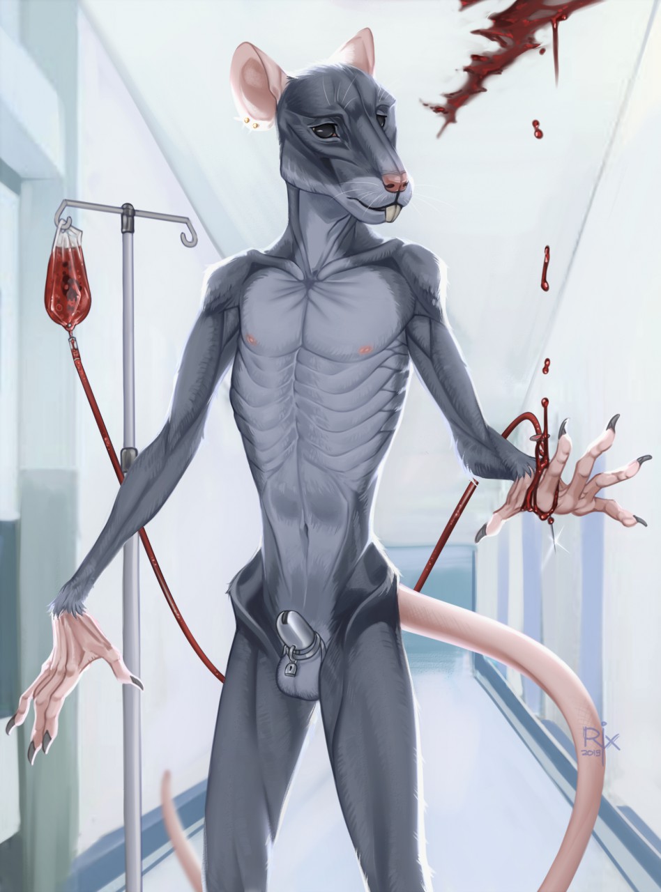 2019 anthro artist_logo balls beady_eyes blood blood_bag bodily_fluids chastity_cage chastity_device claws dated ear_piercing ear_stud finger_claws front_view fur genitals gloves_(marking) grey_balls grey_body grey_claws grey_fur hallway hi_res inside intravenous lock logo male mammal markings mouth_closed murid murine navel nipples nude piercing portrait rat riorix rodent skinny solo standing tail teeth three-quarter_portrait whiskers