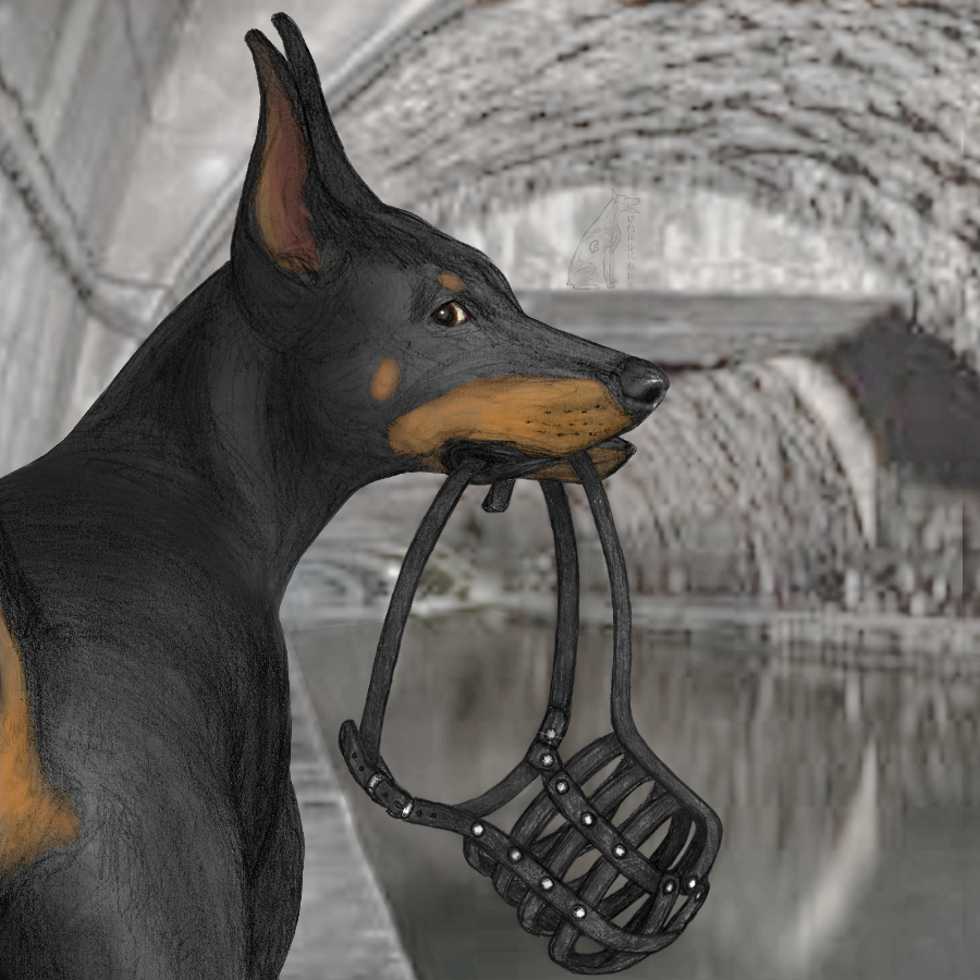 ambiguous_gender black_and_tan_fur black_body black_fur black_nose canid canine canis darkmare dobermann domestic_dog feral fur looking_at_viewer looking_back mammal muzzle_(object) object_in_mouth pinscher prick_ears rear_view solo tan_body tan_fur