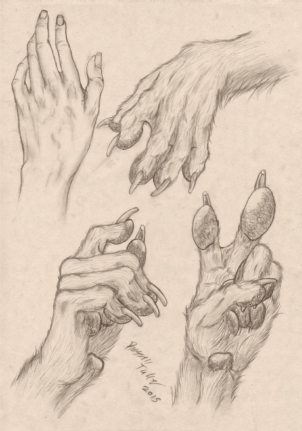 5_fingers anatomy anthro canid canine canis claws diagram domestic_dog fingers graphite_(artwork) hi_res high-angle_view human mammal model_sheet multiple_poses paws pose russell_tuller side_view signature sketch traditional_media_(artwork) were werecanid werecanine werewolf wolf