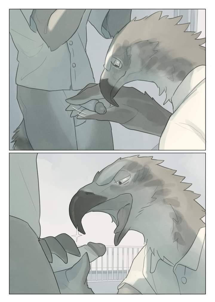 anthro avian balls beak bird canid clothed clothing comic digital_media_(artwork) duo feathers fellatio fur genitals male male/male mammal nude open_mouth oral oral_penetration penetration penile penis procyonid raccoon sex simple_background smile unknown_artist