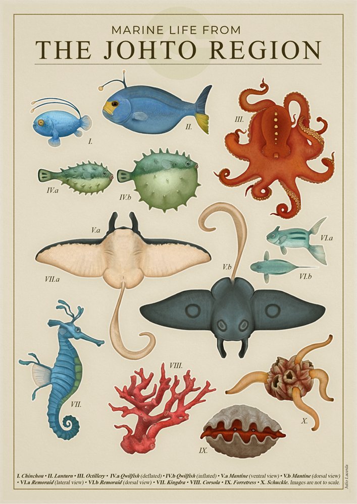 animal_focus border chinchou commentary coral corsola english_text fish forretress information_sheet julio_lacerda kingdra label lantern mantine no_humans octillery octopus pokemon qwilfish realistic remoraid seahorse shuckle