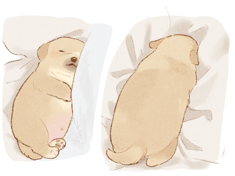 bed closed_eyes closed_mouth dog lying mong6681 navel no_humans on_stomach original pawpads puppy sleeping tail