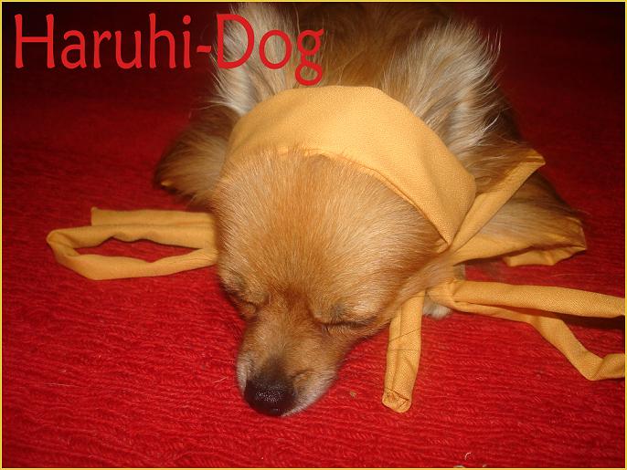 haruhi-dog photo suzumiya_haruhi_no_yuuutsu tagme