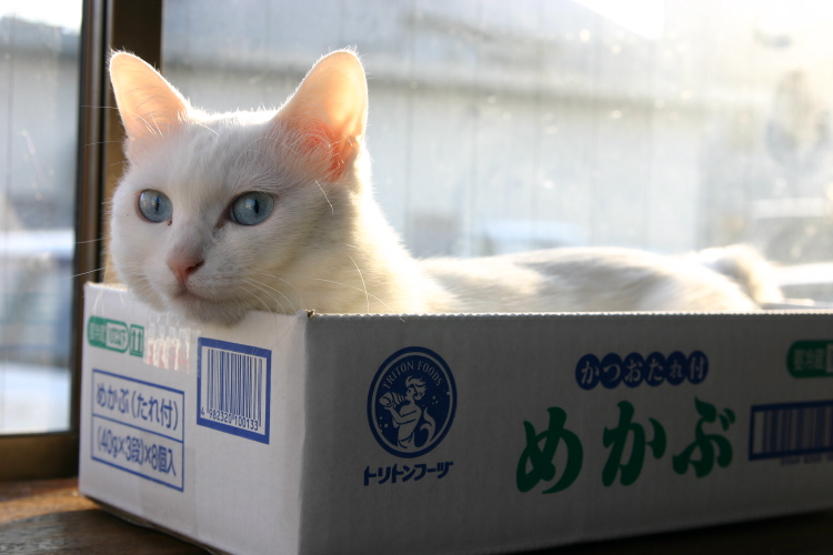 cardboard_box cat no_humans photo