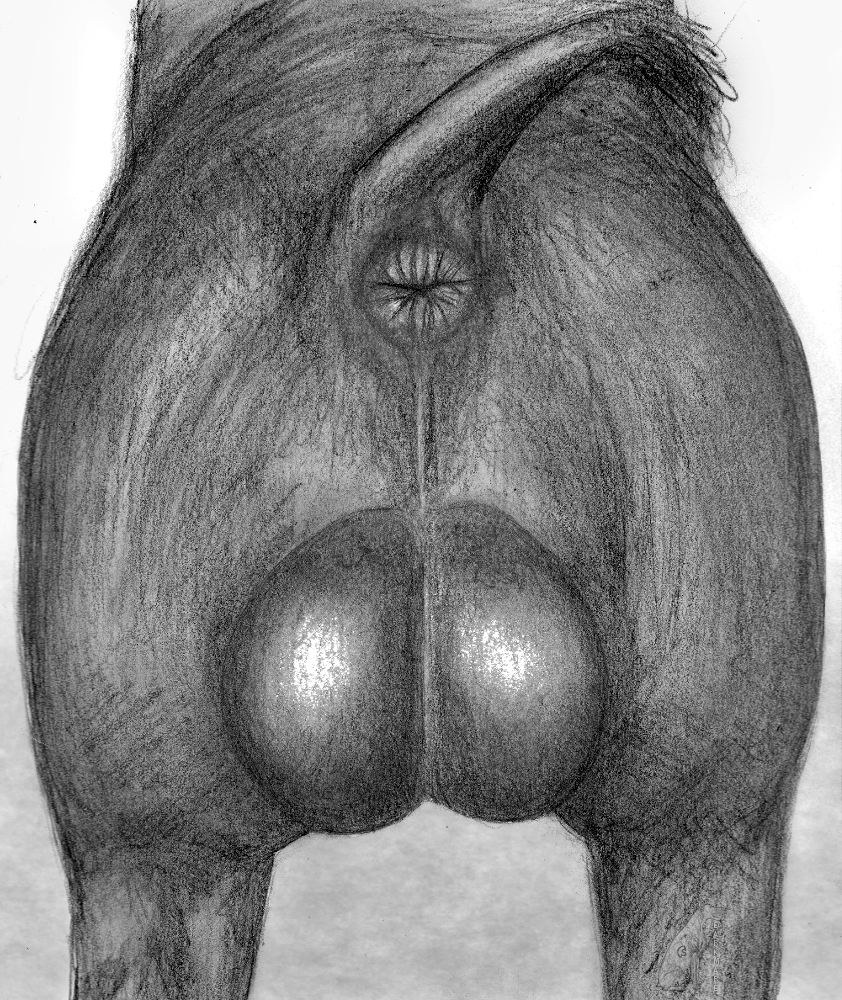 anatomically_correct anatomically_correct_anus animal_anus anus backsack balls big_balls butt darkmare feral graphite_(artwork) male mammal pencil_(artwork) pig porcine presenting presenting_anus solo traditional_media_(artwork)