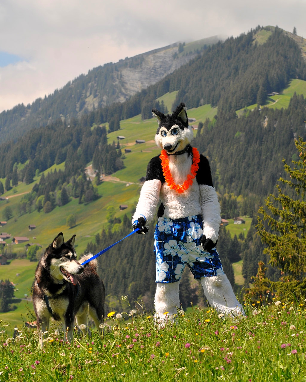 dog feral fursuit malamute male mammal nature real scenic shiba_inu switzerland unknown_artist