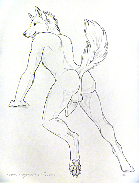 anus balls black_and_white butt canine male mammal monochrome mooning myenia nude penis presenting presenting_hindquarters raised_tail sketch solo tail wolf