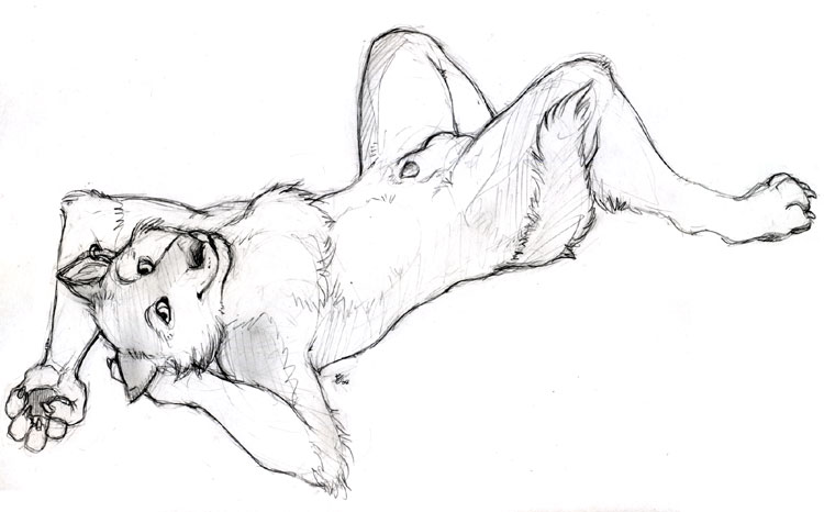 balls canine greyscale lying male mammal monochrome nude on_back penis plain_background sheath sketch skulldog solo white_background wolf