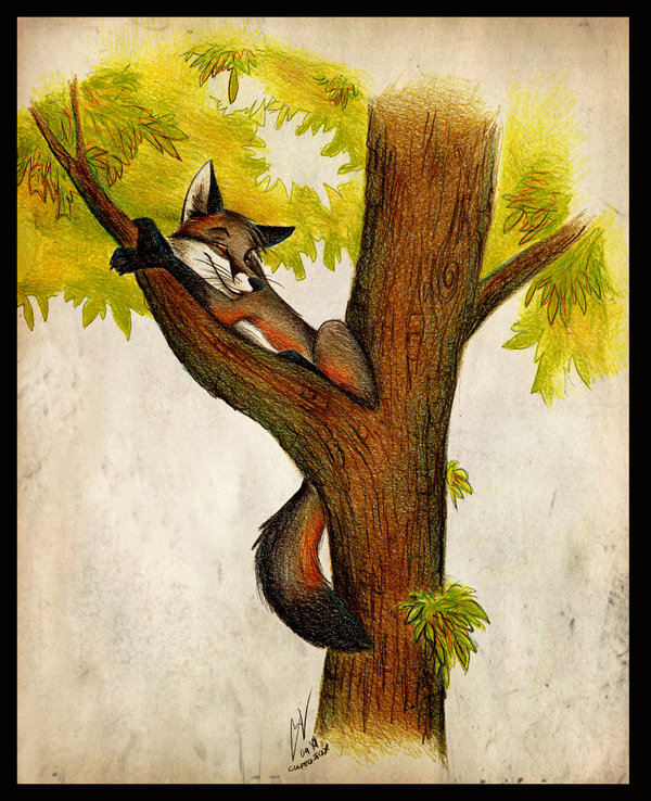2010 canine culpeofox feral fox solo tree