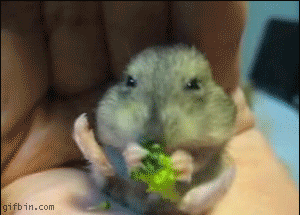 broccoli cute funny hamster nom possible_penis solo