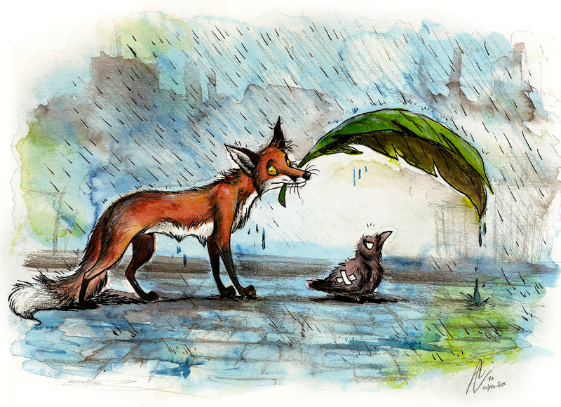 bird canine culpeofox duo feral fox leaf male mammal rain raining tail water