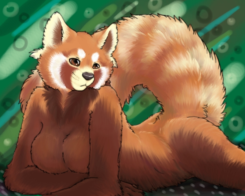 black_nose breasts brown brown_belly brown_eyes crossed_arms female fur lying mammal naturally_censored nude on_front orange orange_fur purra red_panda ringed_tail simple_background solo striped_tail tail white white_markings