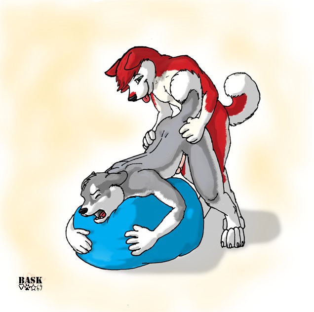 anthro bask bean_bag bent_over canine couple dog duo erection eyes_closed fur gay gray_fur grey_fur husky male mammal nude open_mouth pain penis plain_background raised_tail red red_fur tail white_background