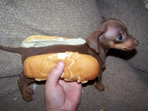 bun canine cute dog feral food hot_dog humor mammal photo pun real saberwolfen sofa