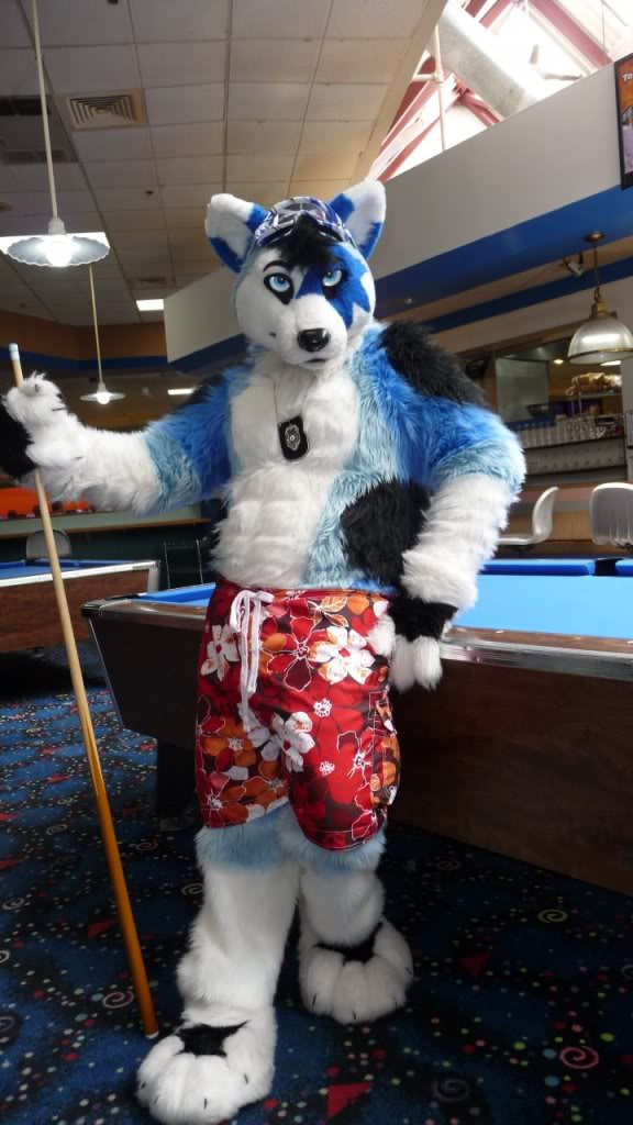 clothing fursuit inside leobluewolf looking_at_viewer male mammal pool_(game) pool_table real shorts unknown_artist wolf