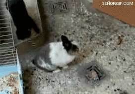 cage cat feline feral forced funny gif humor interspecies lagomorph low_res mammal rabbit rape real
