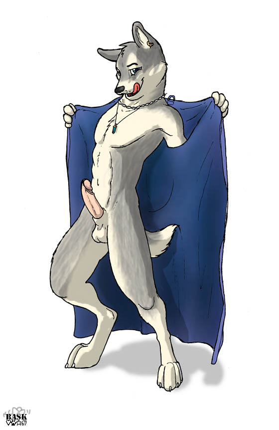 bask blue_eyes canine dog dressing_gown ear_piercing earring erection flashing fur gray_fur grey_fur humanoid_penis licking licking_lips looking_at_viewer male mammal necklace nude penis piercing solo standing tongue wolf