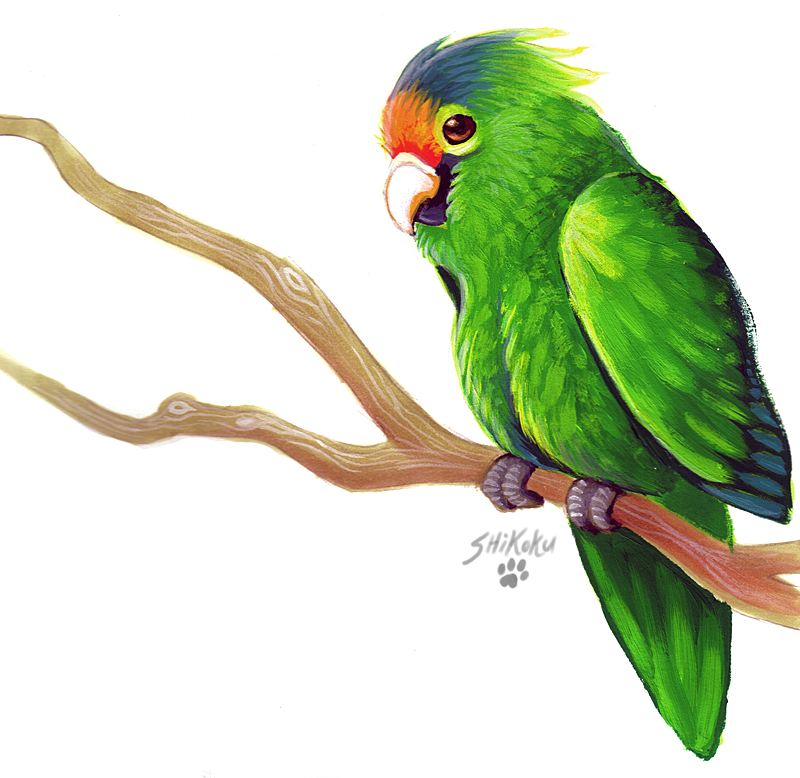 avian bird feral green green_feathers non-anthro parrot shikoku solo