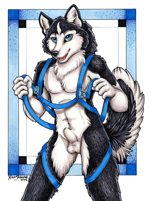 2008 abs balls blue_eyes canine colored dog framed harness husky looking_at_viewer male nude raised_tail sheath sled_dog smile solo standing tail xianjaguar