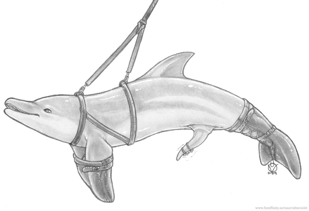 bdsm bondage bound cetacean dolphin feral greyscale harness male mammal marine monochrome non-anthro penis plain_background sketch solo suspension tapering_penis ultraviolet white_background