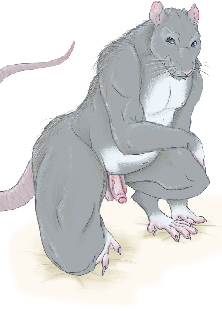 blue_eyes claws crouching erection grey hindpaw invalid_tag male markings nude penis rachel_(artist) rat rodent solo tail uncut