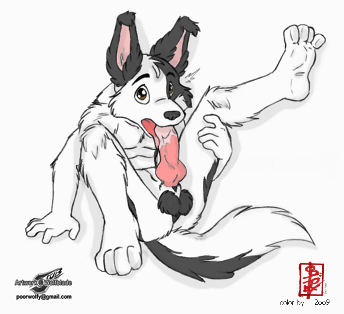 autofellatio balls border_collie canine cum dog fellatio jesse knot looking_at_viewer male masturbation nude oral oral_sex penis self_service sex sheath solo tail tongue wolfblade