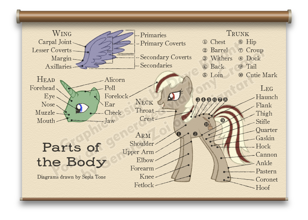 alicorn ambiguous_gender anatomy annoying_watermark back barrel cannon chart chest coronet crest croup cutie_mark diagram dock educational equine fetlock fetlocks flank friendship_is_magic gaskin haunch head hip hock hooves horn horse informative loin mammal my_little_pony pastern pegasus plain_background pony quarter shoulders stifle tagging_guidelines_illustrated tail that's_the_art_of_the_dress the_more_you_know tomclowder unicorn vocabulary watermark wings withers