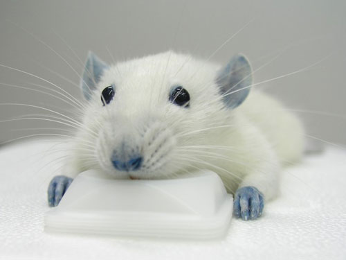 blue blue_ears blue_nose cute feral fur mammal photo rat real rodent solo whiskers white_fur