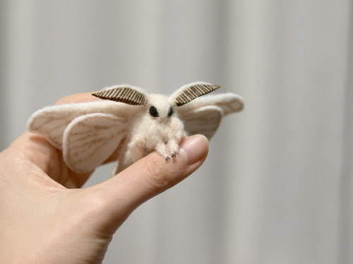 cute disembodied_hand feral holy_shit_it's_so_fluffy_i'm_gonna_die human insect mammal moth photo real unknown_artist