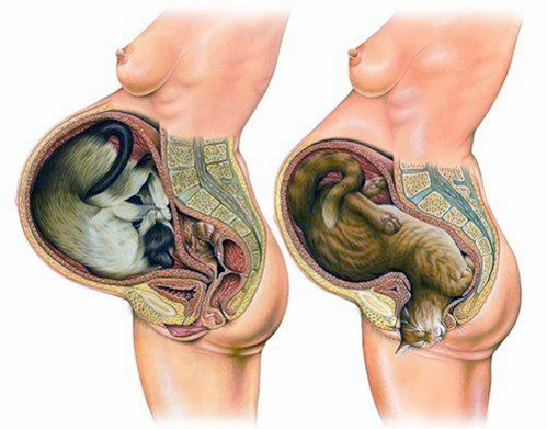 areola birth birthing breasts brown_body brown_fur butt cat cross_section feline female feral fetal_position fur human interspecies low_res mammal nightmare_fuel nipples nude plain_background pregnant standing stripes unbirthing unknown_artist upside_down vorarephilia vore what_has_science_done white_background