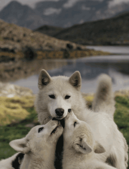 animated arctic_wolf canine cub cute feral fur licking mammal real tailwag tongue unknown_artist white_fur wolf young