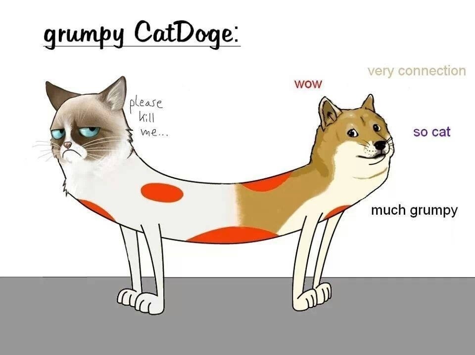 black_nose blue_eyes brown_eyes canine cat catdog catdog_(series) dog doge english_text feline frown fur fusion grumpy looking_at_viewer mammal meme pink_nose plain_background shiba_inu simple_background standing tan_fur tardar_sauce text unknown_artist what whiskers white_fur