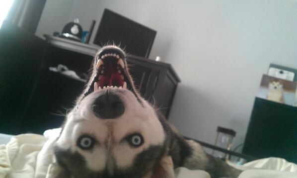 canine dog evil feral humor husky mammal nightmare_fuel photo real unknown_artist