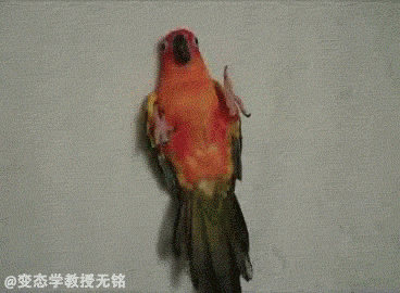 ambiguous_gender animated avian bird blanket japanese_text parakeet text translation_request