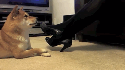 ambiguous_gender animated canine carpet dog duo feral high_heels human humor legwear mammal real shiba_inu stockings television