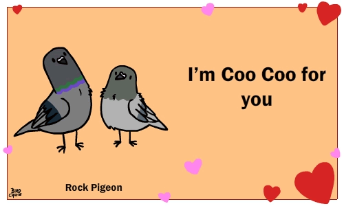 animated avian bird birdcheese black_eyes cute duo english_text holidays humor pidgeon pun text valentine's_day