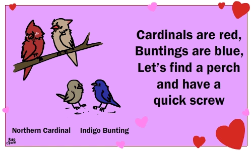 &lt;3 ambiguous_gender animated avian bird birdcheese blue_feathers bunting cardinal cute grey_feathers holidays humor pun red_feathers valentine's_day