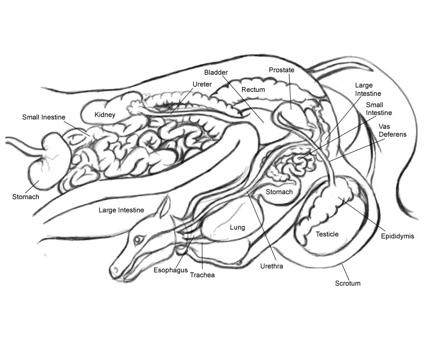 balls breasts chewtoy cock_transformation diagram duo equine female horse internal male mammal organs penis rugertaur sheath taur urethral what_has_science_done