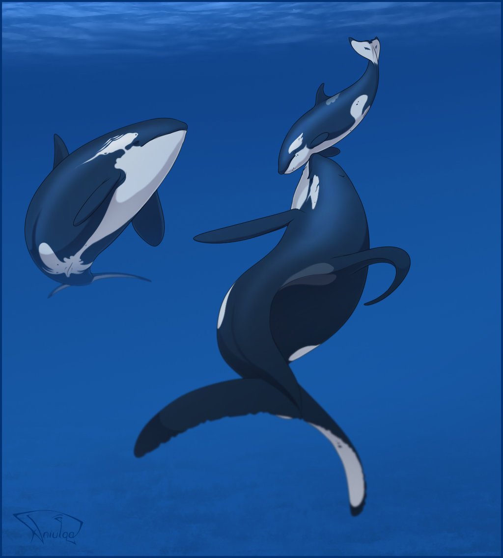 age_difference ambiguous_gender animal_genitalia aniutqa bubble cetacean female feral genital_slit group larger_female mammal marine navel nipple_slits orca size_difference slit underwater water whale young