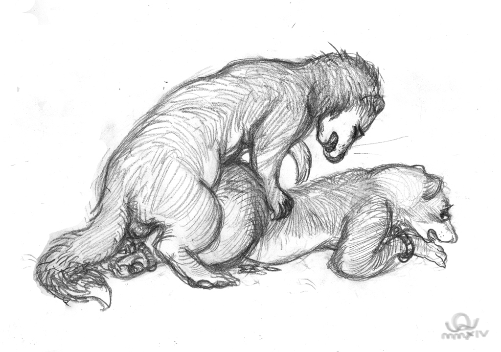 2015 anal anal_penetration balls bdsm blush bondage bound butt cum duo eyes_closed ferret hindpaw looking_back male male/male mammal mustelid nude oddwilds open_mouth paws pencil_(artwork) penetration plain_background rope sex sketch traditional_media_(artwork) weasel