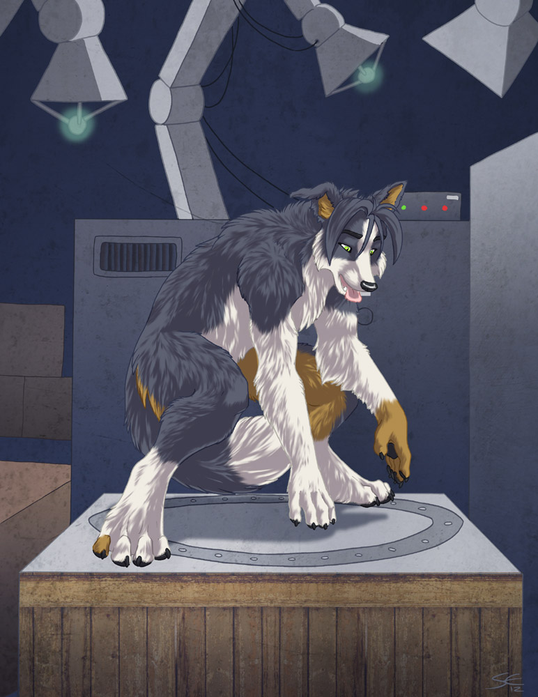 border_collie canine dog fox laboratory male mammal neox paws sabretoothed_ermine transformation