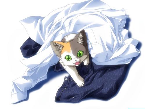 animal_ears calico cat cat_ears clothes da_capo denim fang fangs green_eyes jeans kitten lowres neko pants pile shirt