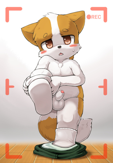anthro balls blush canine clothing cub dog erection humanoid_penis legwear looking_at_viewer male mammal partially_retracted_foreskin penis socks uncut undressing yojoo young