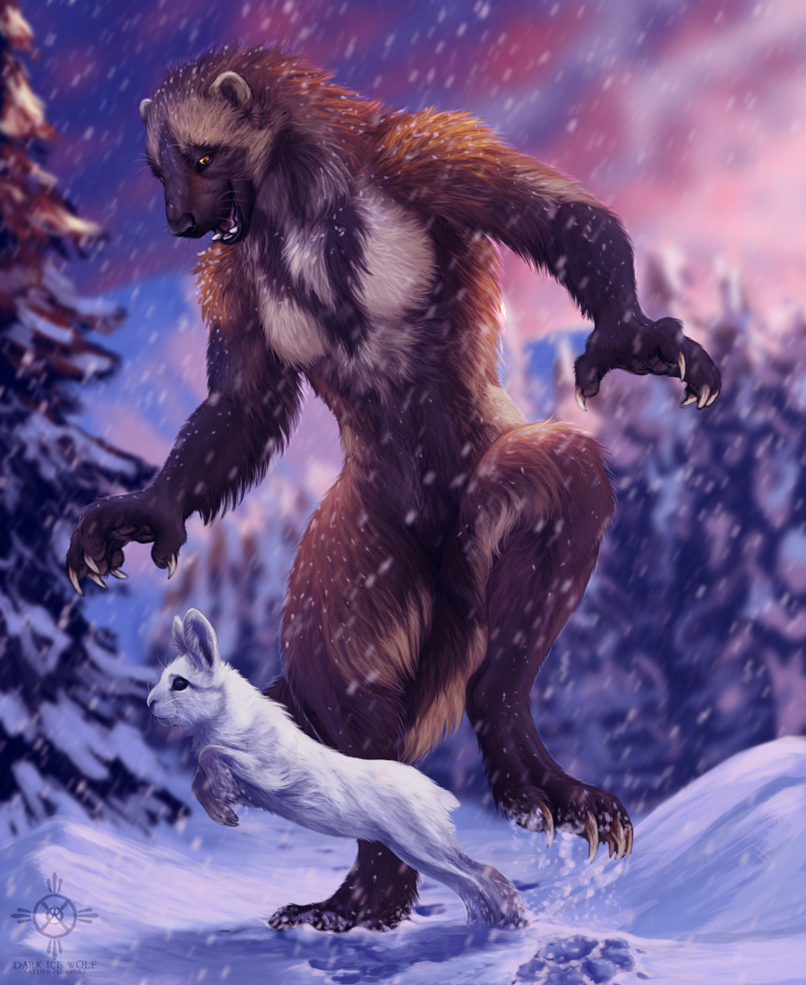 2016 ambiguous_gender brown_fur darkicewolf feral fur hare lagomorph mammal mustelid outside snow sunset white_fur winter wolverine