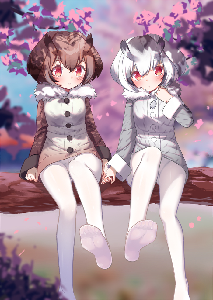 bad_id bad_pixiv_id black_hair blurry blush brown_hair cherry_blossoms closed_mouth coat day depth_of_field eurasian_eagle_owl_(kemono_friends) eyebrows_visible_through_hair frown fur_collar hair_between_eyes head_tilt holding_hands in_tree kemono_friends long_sleeves looking_at_viewer looking_away multicolored_hair multiple_girls no_shoes northern_white-faced_owl_(kemono_friends) outdoors pantyhose petals red_eyes rokuroku_(xd_p) sitting tree two-tone_hair white_hair white_legwear yuri