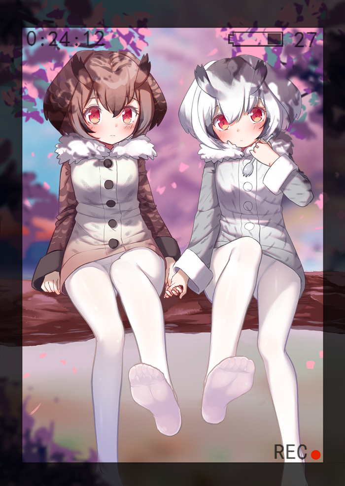 bad_id bad_pixiv_id black_hair blush border brown_hair cherry_blossoms closed_mouth coat day eurasian_eagle_owl_(kemono_friends) eyebrows_visible_through_hair feet frown fur_collar hair_between_eyes head_tilt holding_hands in_tree kemono_friends long_sleeves looking_at_viewer looking_away multicolored_hair multiple_girls no_shoes northern_white-faced_owl_(kemono_friends) number outdoors pantyhose petals recording red_eyes rokuroku_(xd_p) sitting tree two-tone_hair viewfinder white_hair white_legwear yuri