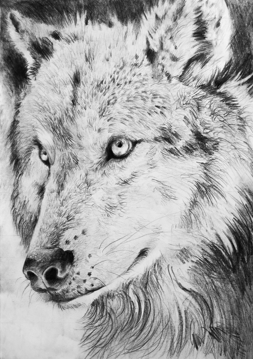 canine feral fluffy fur fuzzymaro mammal monochrome pencil_(artwork) realistic simple_background traditional_media_(artwork) white_background wolf