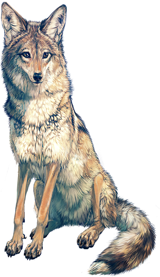 alpha_channel ambiguous_gender black_nose brown_eyes canine claws coyote feral fur grey_fur mammal paws simple_background sitting solo tatchit transparent_background white_fur